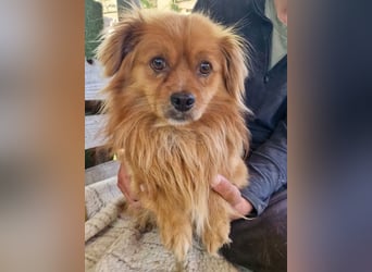 Bailey – kleiner Sonnenschein sucht sein Glück