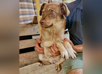 Sanfte Bambi sucht Menschen, die ihre Seele heilen