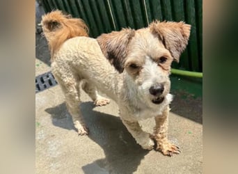 Carino – kleiner Herzenshund sucht seine Menschen