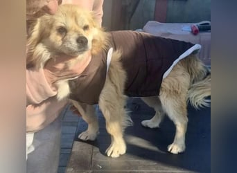 32cm Mini Männlein Janni