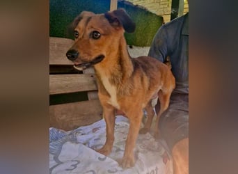 Souly, kleine Kämpferin sucht ihr Glück