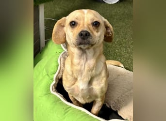 Kleines Hundemädchen Anila