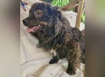 Eddie – kleine verletzte Seele sucht Menschen mit Herz und Geduld