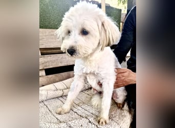Snoopy – kleiner Gute-Laune-Hund sucht sein Glück