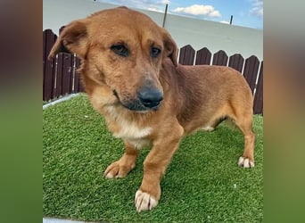 Sanfter Schmuser Wally sucht sein Zuhause