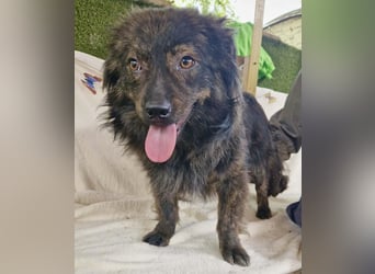 Eddie – kleine verletzte Seele sucht Menschen mit Herz und Geduld
