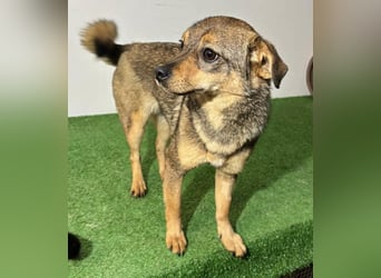 Zartes Hundemädchen Netty