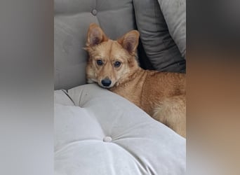 Fibi - kleiner Wirbelwind mit großem Kuschelherz sucht ihr Zuhause