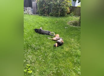 Liberty – unkomplizierte Traumhündin sucht liebevolles Zuhause