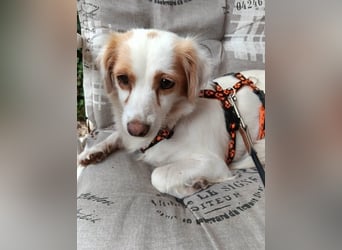 Katzenverträgliche, verschmuste kleine Elli sucht ländliches Zuhause