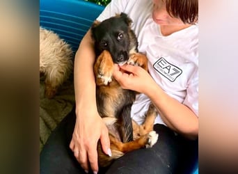 Lila – kleines Hundemädchen möchte endlich ankommen
