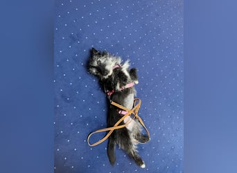 Fröhliche Terrier-Mix-Hündin Finja sucht liebevolles Zuhause