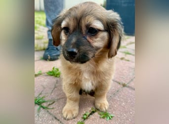 Kleinbleibender Tyler sucht sein großes Glück