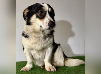 Dankbare, sanfte AIDA