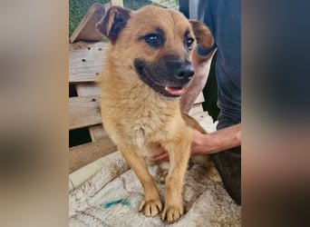 Kleiner Thor sucht sein großes Glück