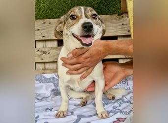 Lara, kleine Maus sucht wieder Liebe