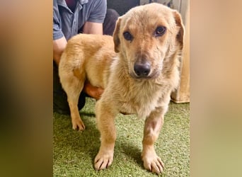 Chaplin – kleiner Hundemann sucht sein großes Glück