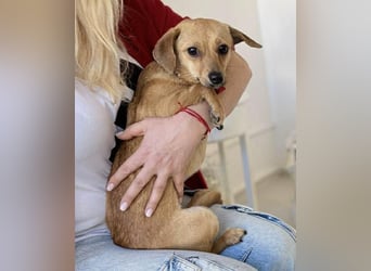 Katzenfreundliches Mini Mäuschen Stella