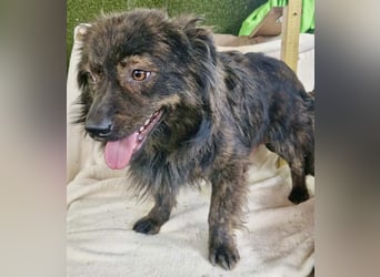 Eddie – kleine verletzte Seele sucht Menschen mit Herz und Geduld