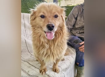 Socke – fröhlicher kleiner Grinsebär sucht sein Glück