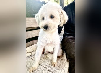 Snoopy – kleiner Gute-Laune-Hund sucht sein Glück