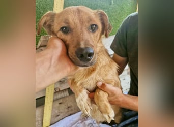Perry, kleiner Schatz sucht wieder ein Zuhause