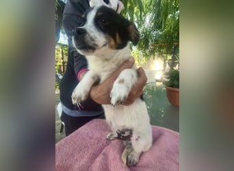 Angelo – kleiner Herzensbrecher sucht seine Familie
