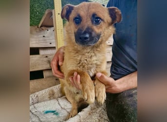 Kleiner Thor sucht sein großes Glück