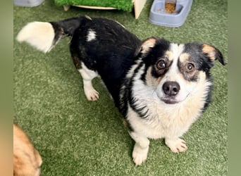 Dankbare, sanfte AIDA