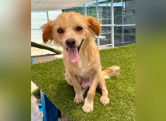Ares, ein kleines Herz voller Liebe sucht sein Zuhause.