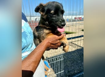 Lila – kleines Hundemädchen möchte endlich ankommen