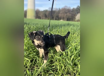 Kurti - Welpe sucht liebevolles Zuhause