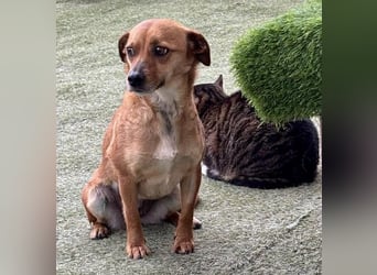 Katzenverträgliche Minimaus Frieda