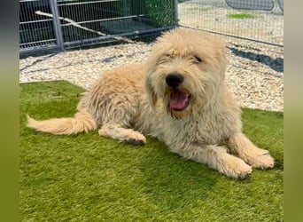 Cooper, plötzlich ist sein Zuhause weg...