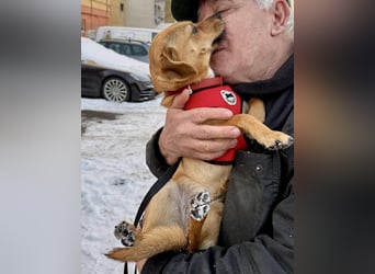 Katzenfreundliches Mini Mäuschen Stella