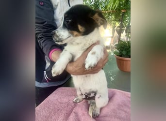 Angelo – kleiner Herzensbrecher sucht seine Familie