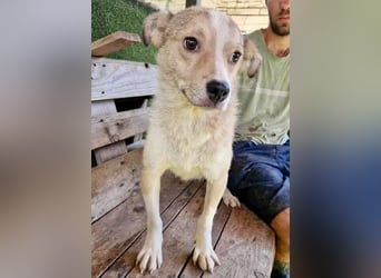 Dawn, kleiner Kämpfer mit großem Herzen sucht seine Familie