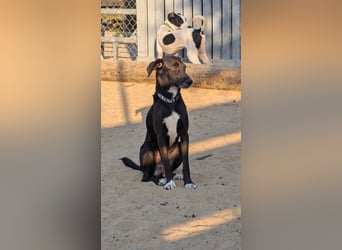 Zauberhafte Sophie wartet in Portugal auf unserem Tierschutzhof!