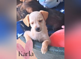 Die kleine Karla ist bereit für ein Für-immer-Zuhause