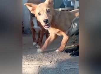 ⭐️GOLIATH⭐️, verspielter Rüde, 2,5 Jahre, 30 cm, Mischling, Tierschutz