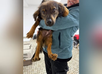 ⭐️Herro⭐️, Herzensbrecher, Rüde, 11 Monate, 38 cm, Mischling, Tierschutz