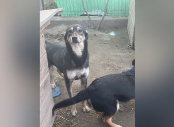 ⭐️ONYA⭐️, Hündin, fast 3 Jahre, 40 cm, Mischling, Tierschutz