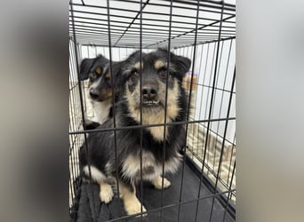 ⭐️Tahia⭐️, kleine Zottel-Maus Hündin, 2 Jahre, 30 cm, Mischling, Tierschutz