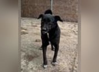 ⭐️RANA⭐️, vorsichtige Hündin, 4,5 Jahre, 38 cm, Mischling, Tierschutz Rumänien