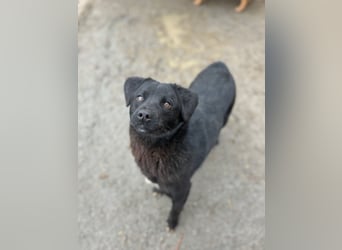 ⭐️YANO⭐️, bezaubernder Hundejunge, 1 Jahr, 37 cm, Mischling, Tierschutz Rumänien