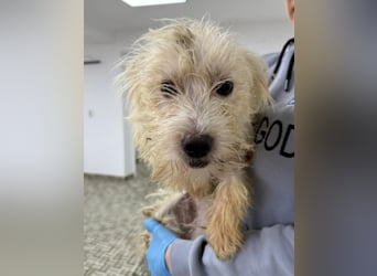 ⭐️LILO⭐️, Hündin, 2 Jahre, 30 cm, Mischling, Tierschutz