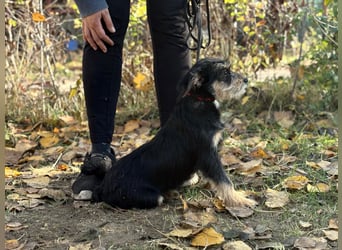 Texton - Er will nicht im Tierheim aufwachsen!