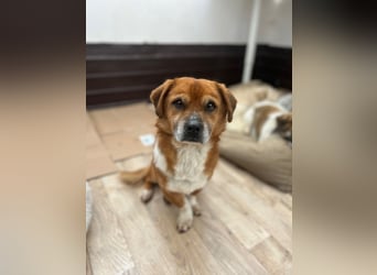 ⭐️TAC⭐️, neugieriger Rüde, 2 Jahre, 35 cm, Mischling, Tierschutz