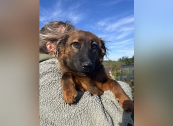 Kleine Maus Luca sucht ihre Herzensmenschen