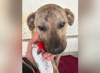 ⭐️LIV⭐️, Hündin, 1 Jahr, 40 cm, Mischling, Tierschutz